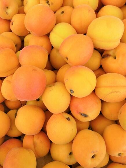 Apricot A Foreigner