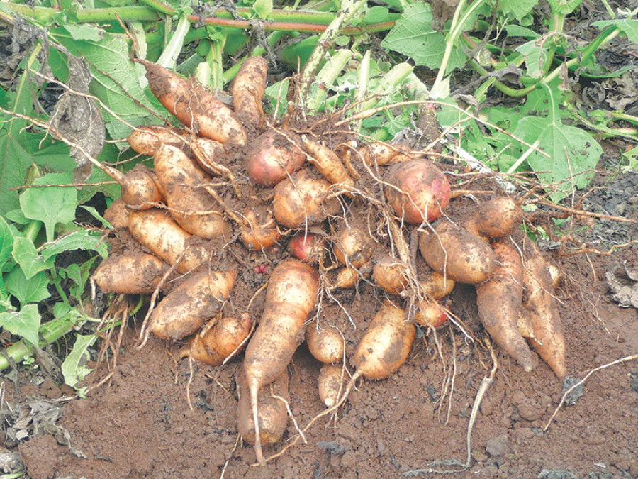 Ground Apples