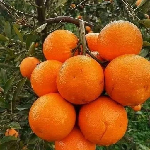 Orange Iraqi