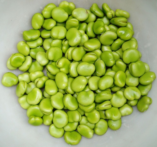 Broad Bean