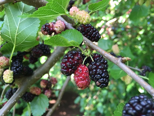 Red Mulberry