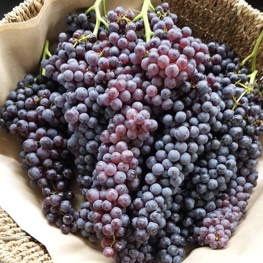 Red Currant Grapes