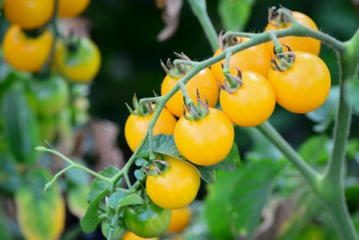 Yellow Tomatoes Can